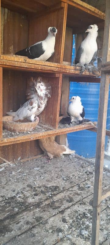 fancy pigeon breeder pair 5