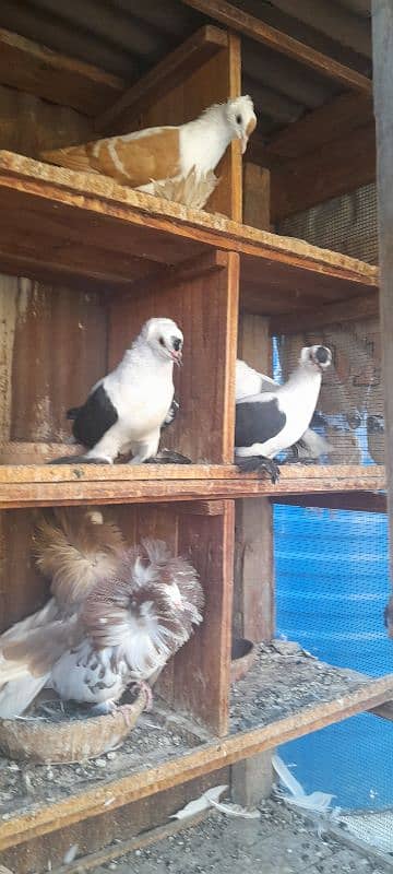 fancy pigeon breeder pair 6