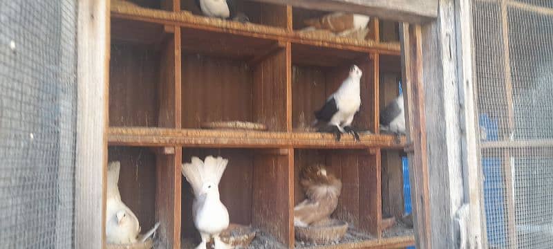 fancy pigeon breeder pair 7