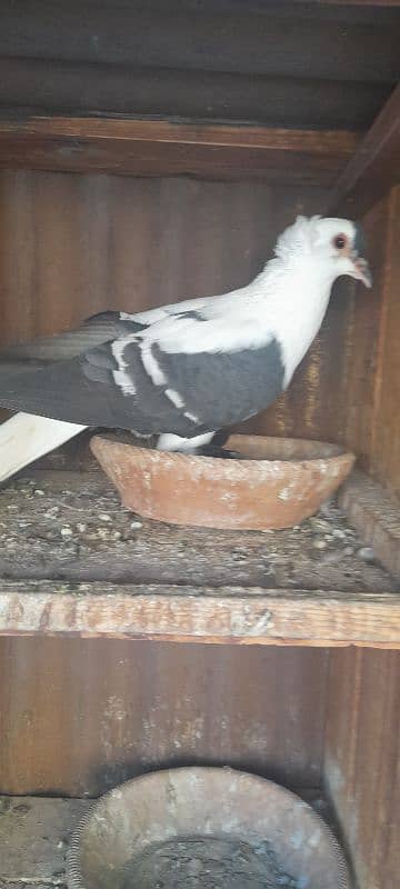 fancy pigeon breeder pair 8