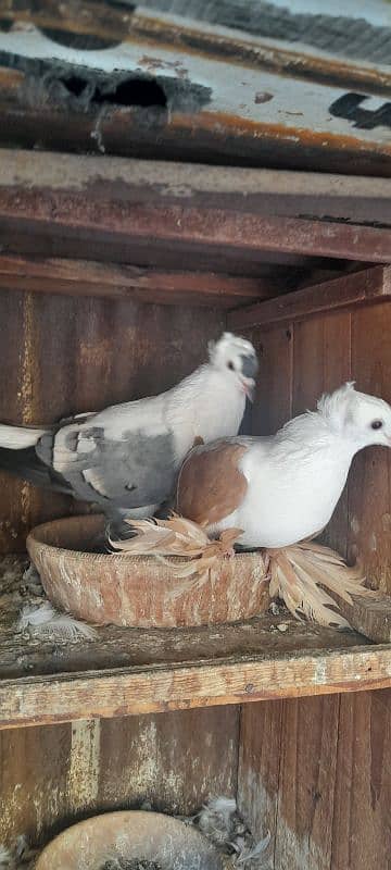 fancy pigeon breeder pair 9