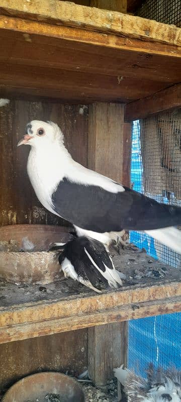 fancy pigeon breeder pair 10