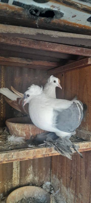 fancy pigeon breeder pair 11