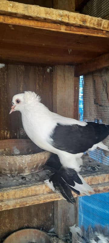 fancy pigeon breeder pair 12