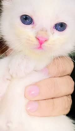 Double Coated Persian Kittens For Sale