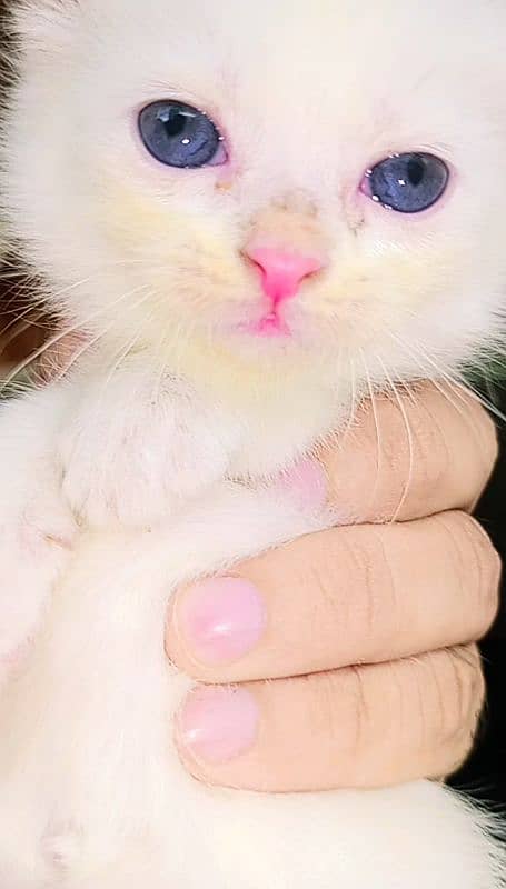 Double Coated Persian Kittens For Sale 7