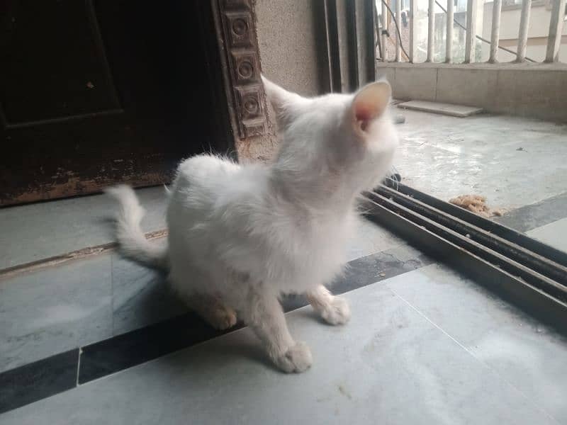 Persian Turkish angora 0