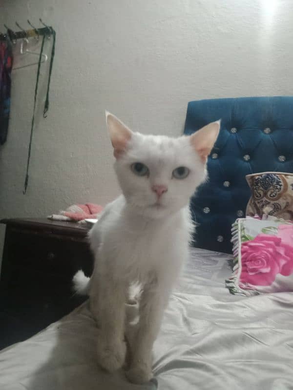 Persian Turkish angora 1