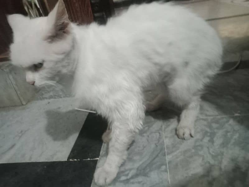 Persian Turkish angora 3