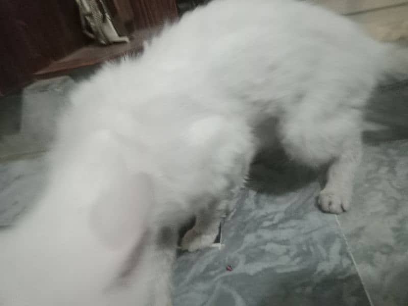 Persian Turkish angora 4