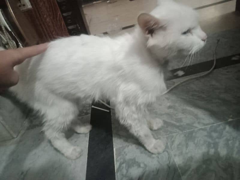 Persian Turkish angora 6