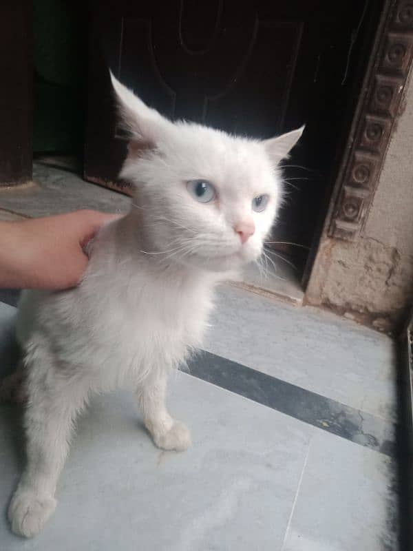 Persian Turkish angora 8