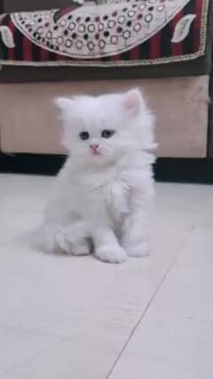 Persian kitten