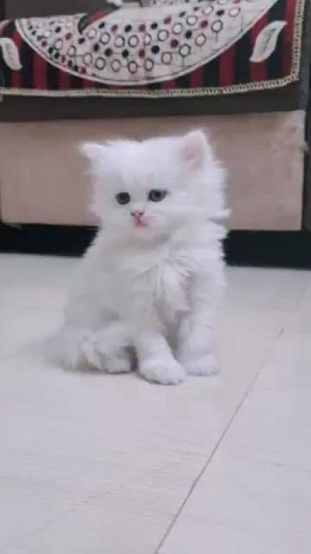 Persian kitten 0