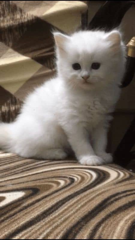 Persian kitten 1