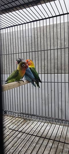 Lovebirds,