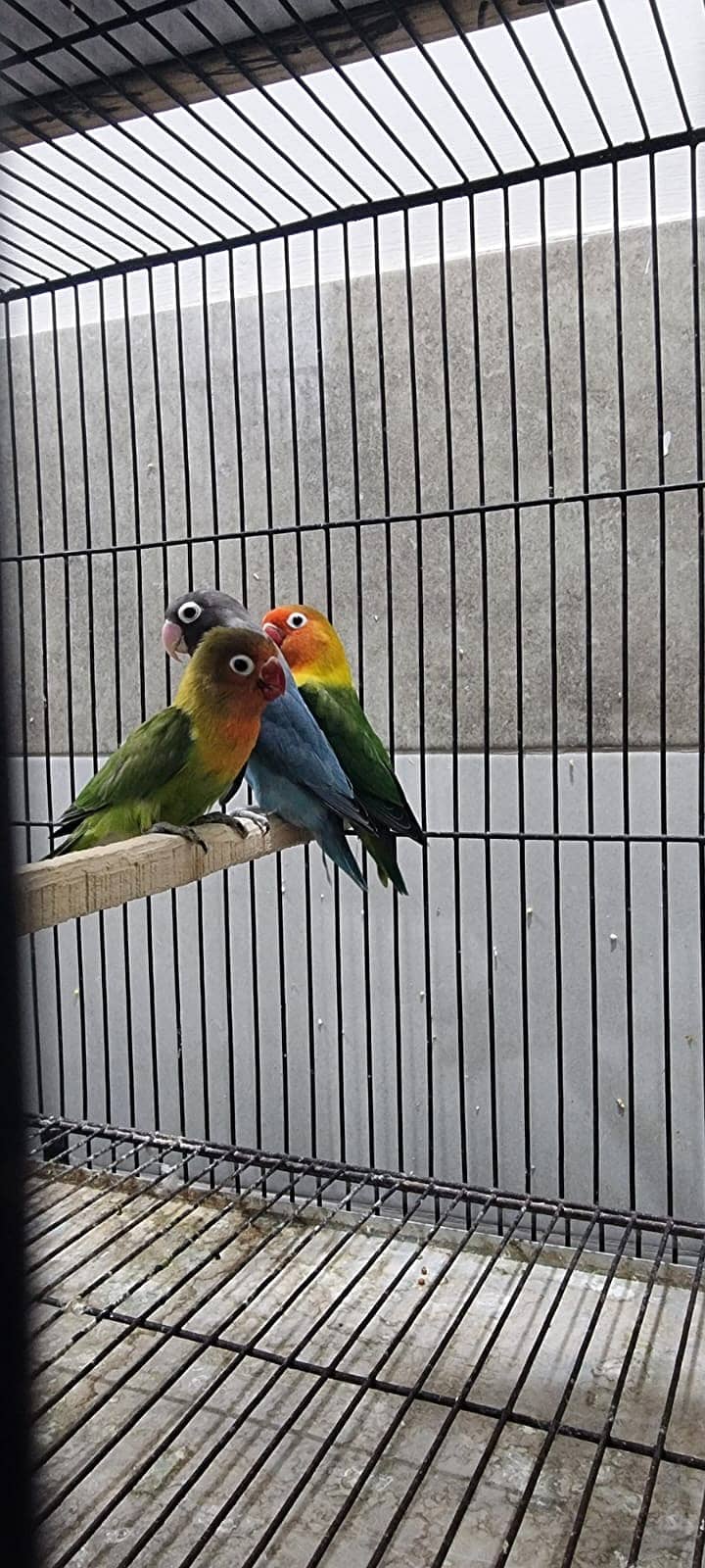 Lovebirds, Albino 0