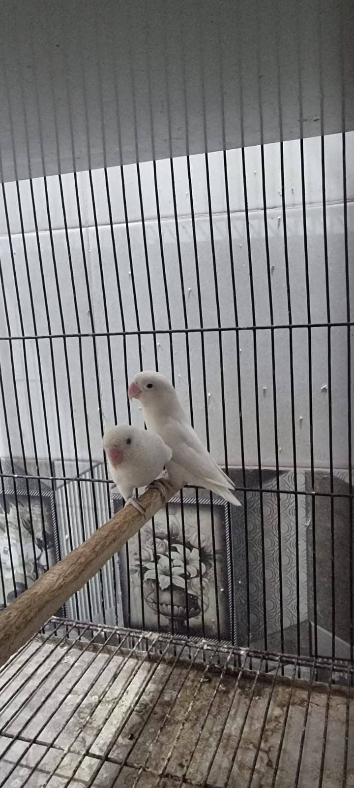 Lovebirds, Albino 2