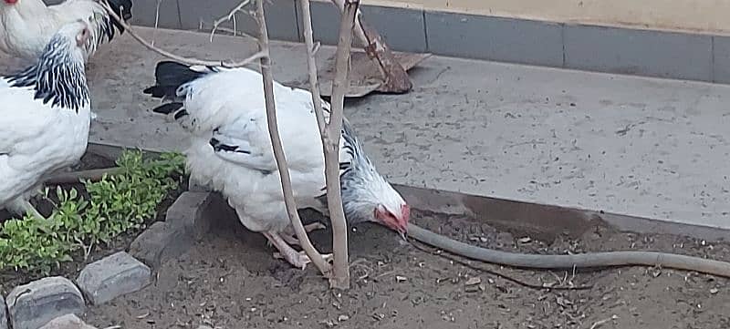 sussex hen available for sale 2500 0