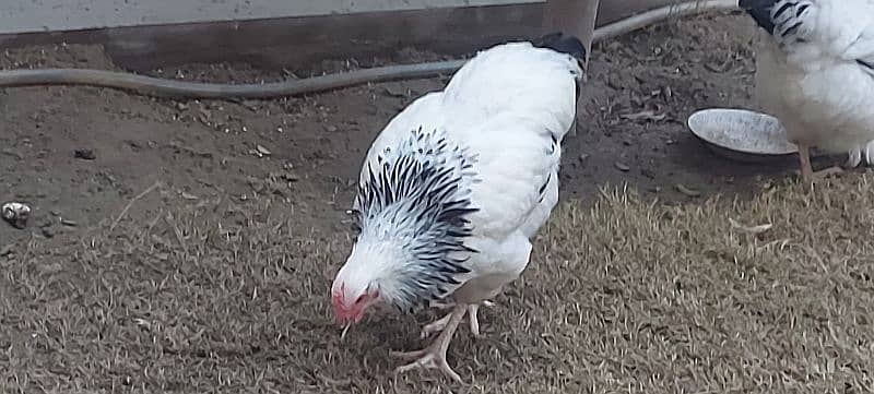 sussex hen available for sale 2500 2