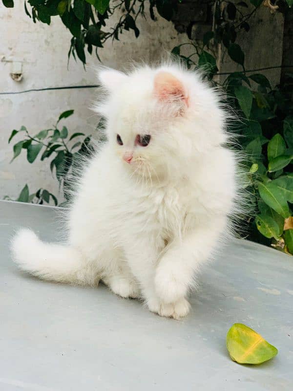 60 daya white kitten 1