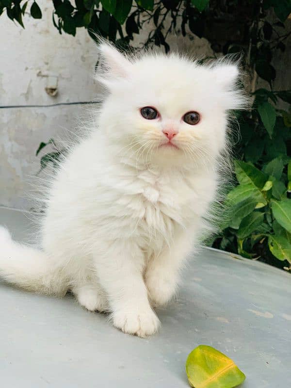 60 daya white kitten 2