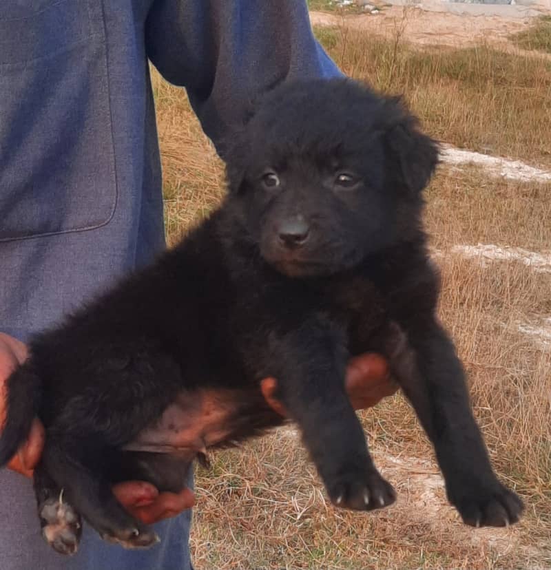 German Shepherd Double Coat Male Puppy For Sale 0