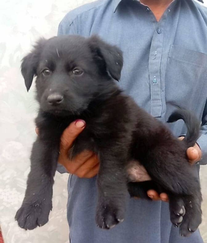 Bakharwal Male Puppy | Bakharwal dog For Sale 0