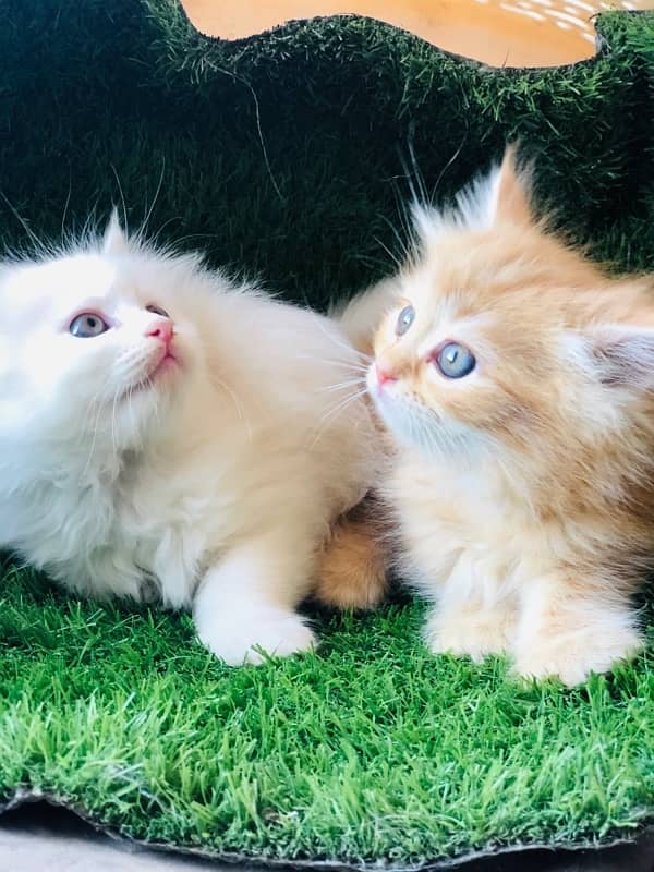 Persian kittens 0