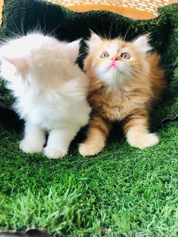 Persian kittens 1