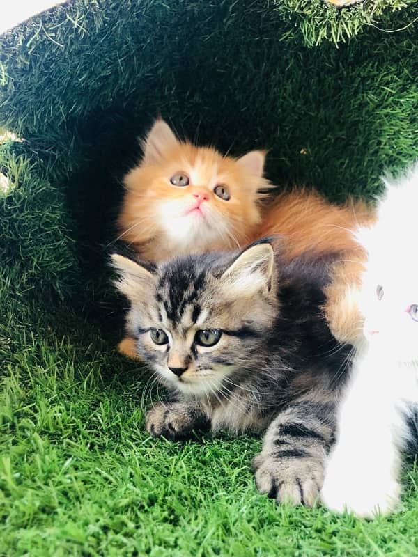 Persian kittens 2