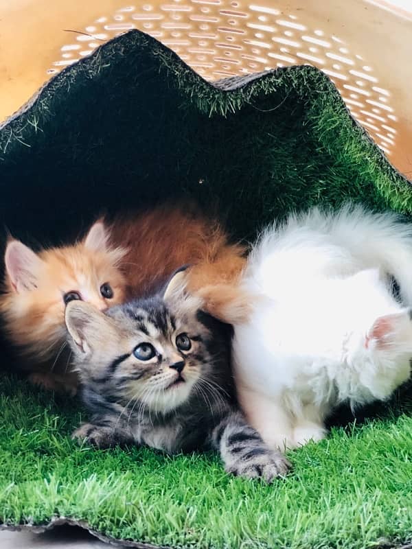 Persian kittens 3