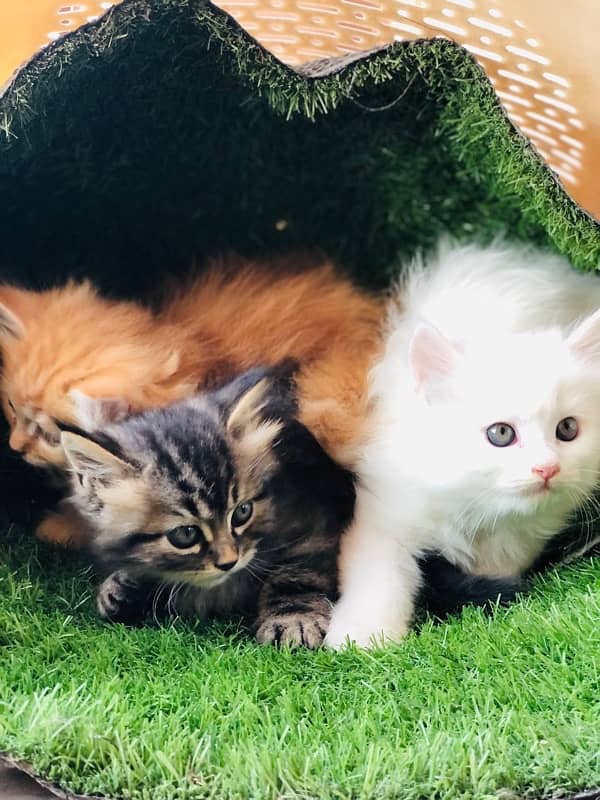 Persian kittens 4