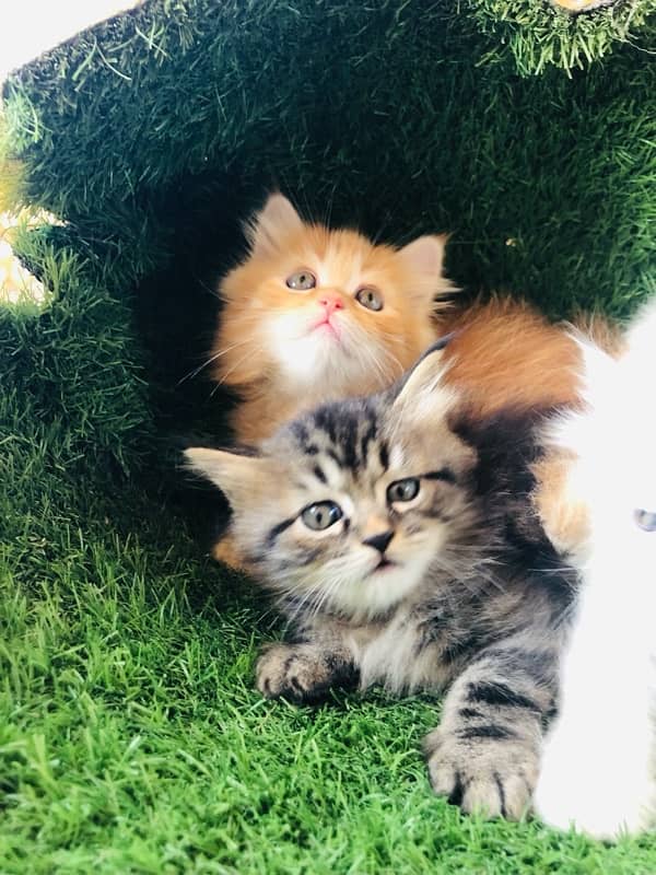 Persian kittens 6