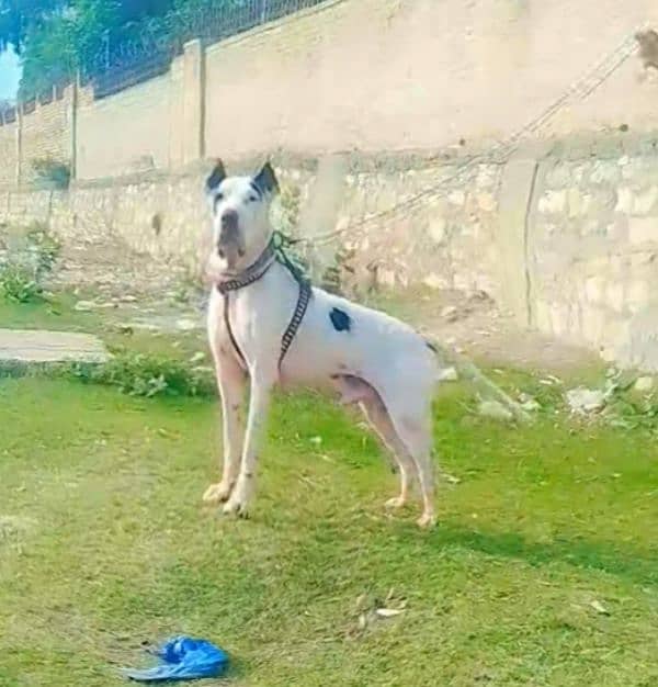 bully main dedh sal for sale double body 30 inch 0