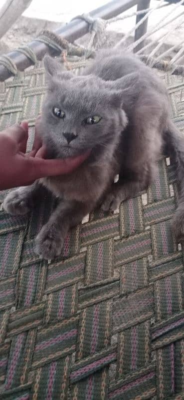 beautiful persian male kitten for sale 0