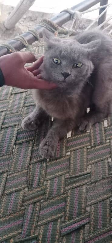 beautiful persian male kitten for sale 1