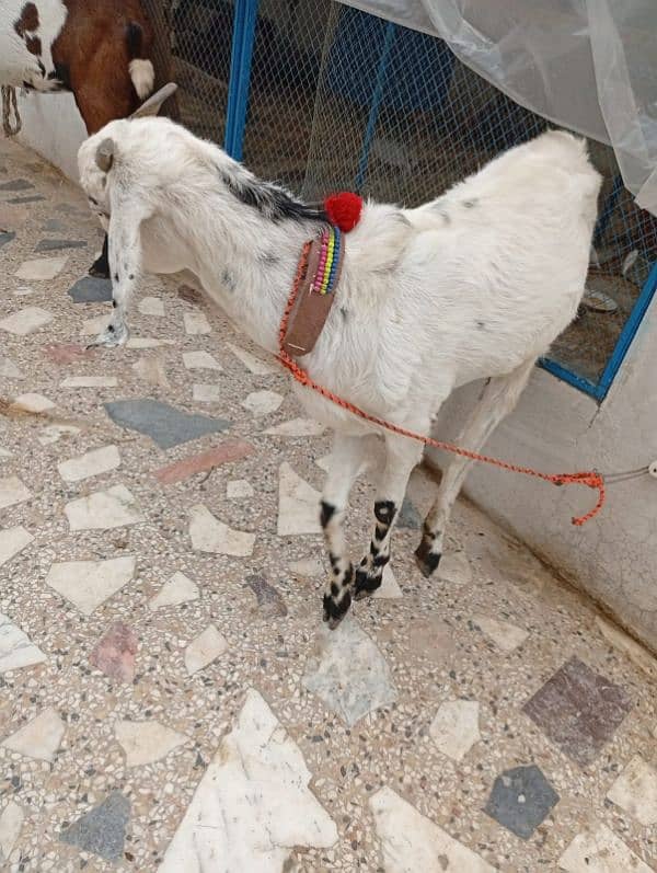 Bakri 2