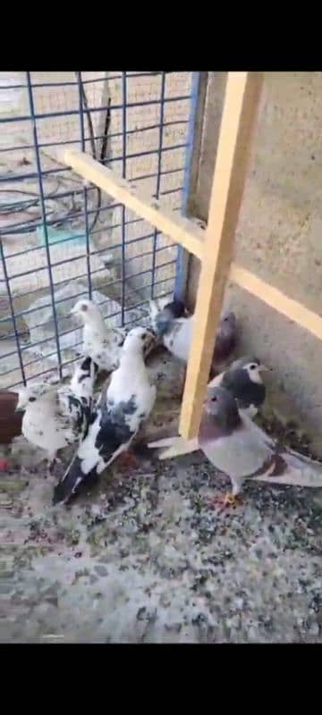 Mix Pigeons 0