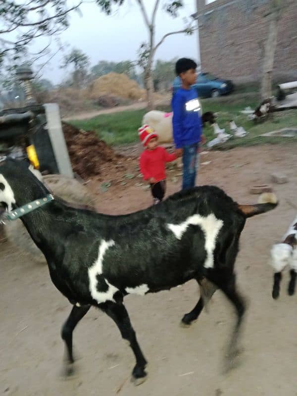 DASI BITAL CROSS GOAT FOR SALE SATH 3 BACHA BI HAN 0