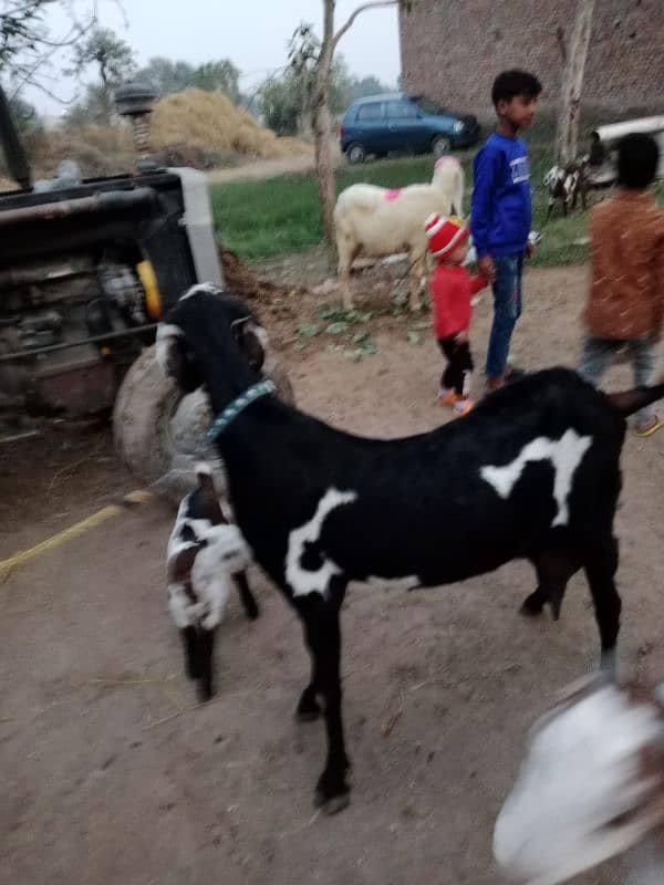 DASI BITAL CROSS GOAT FOR SALE SATH 3 BACHA BI HAN 1