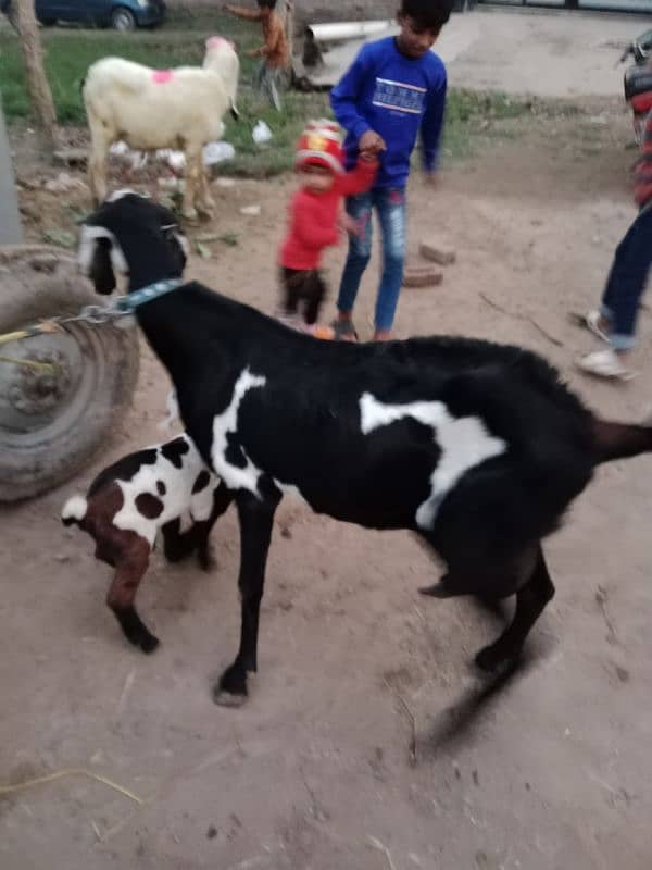 DASI BITAL CROSS GOAT FOR SALE SATH 3 BACHA BI HAN 2