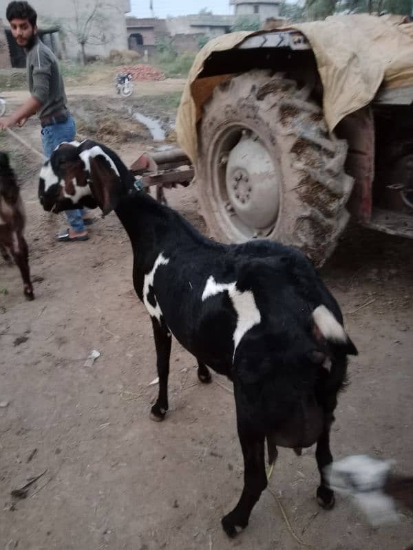 DASI BITAL CROSS GOAT FOR SALE SATH 3 BACHA BI HAN 3