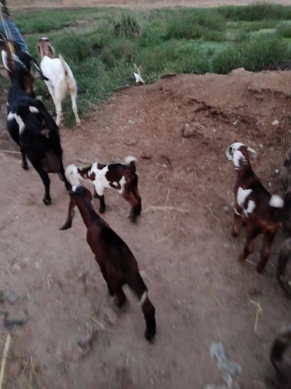 DASI BITAL CROSS GOAT FOR SALE SATH 3 BACHA BI HAN 4