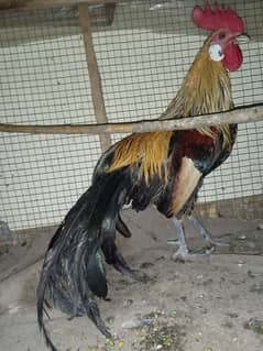 phoenix desi hens / fancy bird / fancy murgha / breeder desi murgha