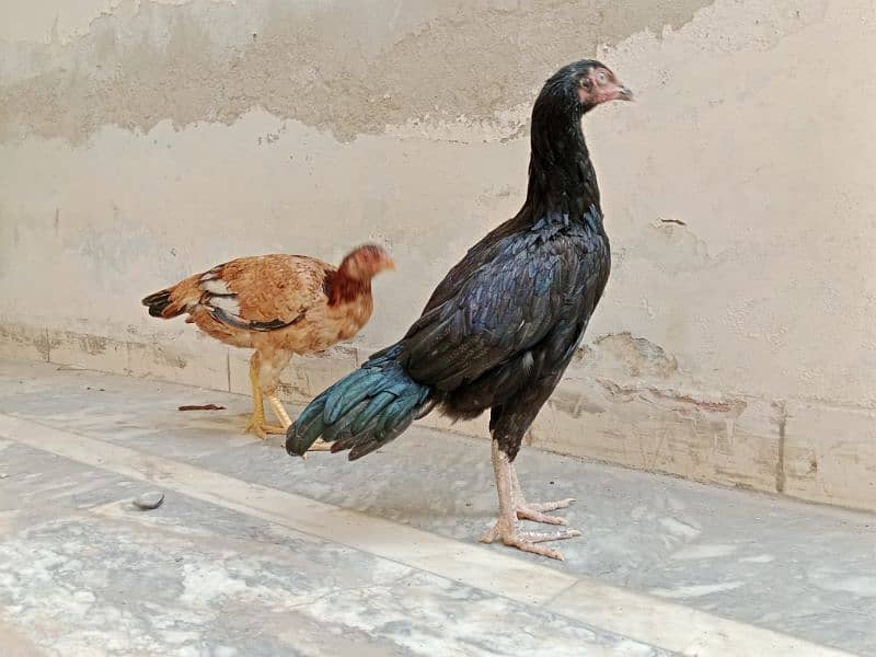 2Aseel Hens for Sale | 0300 6883322 | 0300 6899433 0