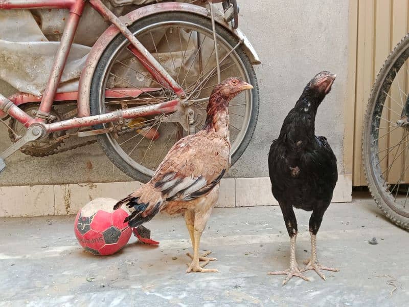 2Aseel Hens for Sale | 0300 6883322 | 0300 6899433 2