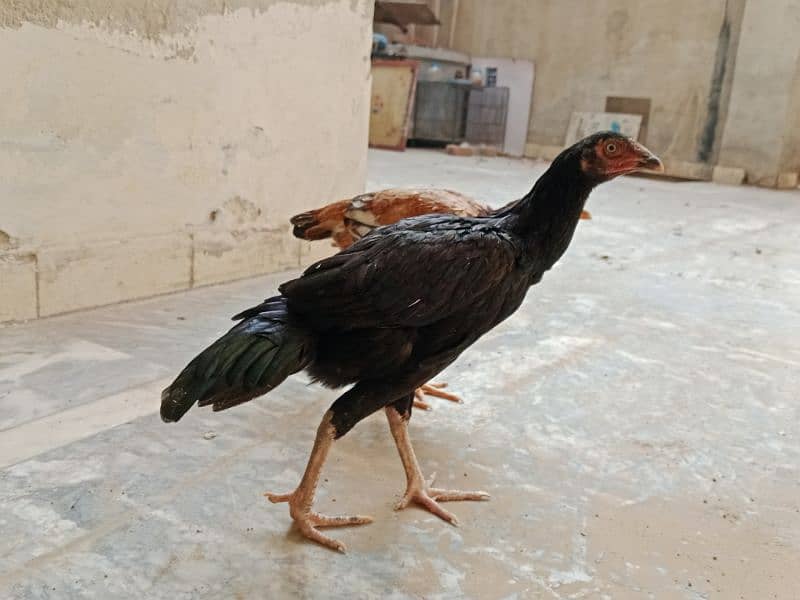 2Aseel Hens for Sale | 0300 6883322 | 0300 6899433 4