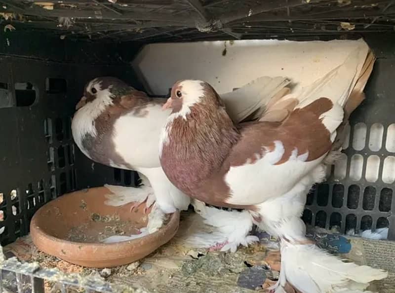 fancy pigeons 1