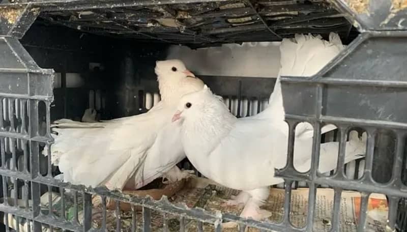 fancy pigeons 2